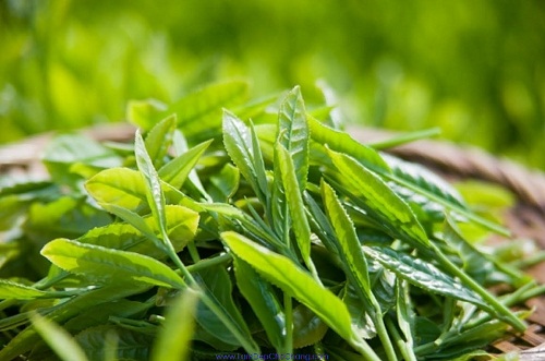 Bài thuốc chữa nấm phụ khoa bằng lá trà xanh