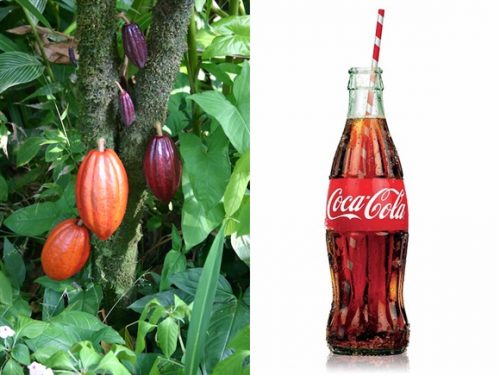 Cây Coca mang đến rất nhiều lợi ích cho cuộc sống con người