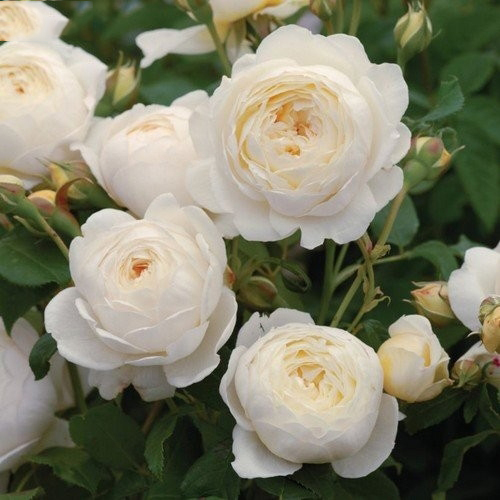 Hoa hồng bạch là nguyên liệu thuốc nam trị ho hiệu quả
