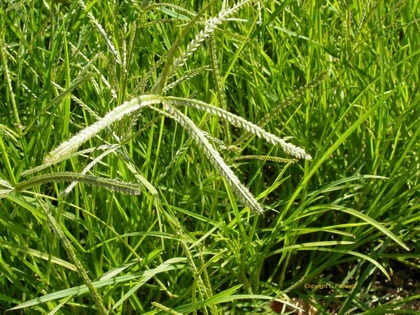Chữa bệnh với cỏ Mần trầu liệu bạn có biết?