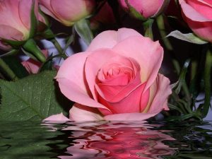 Bài thuốc Y học cổ truyền trong điều trị bệnh từ hoa hồng