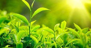 Công năng tuyệt vời của trà xanh trong duy trì sức khỏe con người